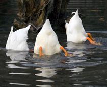 farm-geese1-B.jpg
