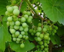 grape2-B.jpg