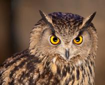 how-owl-B.jpg
