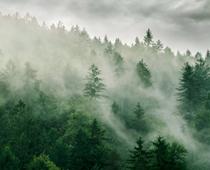 ier-fog-B.jpg