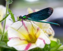 petal-dragon1-B.jpg