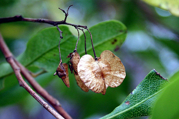 unit-2_ch-2_qn-364Exp_img_no1.png